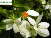 Cây bướm bạc giúp điều trị phong thấp và chữa ho rất hiệu quả bạn có biết không?