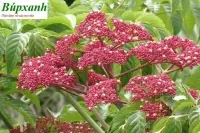 Cây đơn gối hạc giúp điều trị bệnh đau nhức xương khớp và rong kinh các trường hợp thấp khớp mãn tính