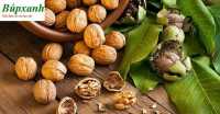 Địa chỉ mua bán quả óc chó ở quảng ninh