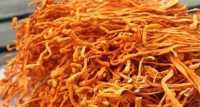 Địa chỉ mua bán đông trùng hạ thảo tươi - khô nuôi cấy mô ở tp hồ chí minh