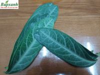 Địa chỉ mua bán lá lưỡi nhân, cây lưỡi người ở đồng tháp
