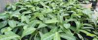 Địa chỉ mua bán lá lưỡi nhân, cây lưỡi người ở nghệ an