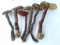 Mặt Lạ Với Nấm Lim Xanh