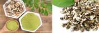 Địa chỉ mua bán hạt chùm ngây ở thái bình