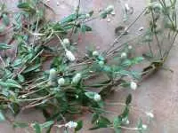 Cây Thuốc Hỗ Trợ Bệnh Gút