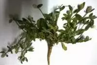 Cây Nở Ngày Đất Chữa Bệnh Tim Mạch