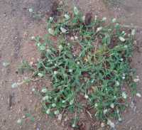 Cây Nở Ngày Đất Chữa Cao Huyết Áp