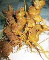 Tác Dụng Của Sâm Ngọc Linh