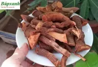 Địa chỉ mua bán cây mú từn ở đâu, công dụng, tác dụng mú từn