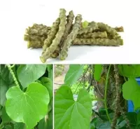 Công dụng dây cóc, tác dụng dây cóc, mua dây cóc ở đâu, nơi nào bán dây cóc uy tín, Cây dây cóc chữa bệnh gì tốt nhất