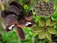 Hạt móc mèo chữa bệnh ung bướu