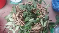 Sự thật về sâm xuyên đá ngâm rượu