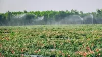 Mua sâm bố chính ở đâu giá rẻ, cách ngâm rươu và sử dụng sâm bố chính