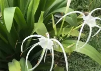 Mua lá cây đại tướng quân khô ở đâu