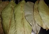 Công Dụng Lá Mãng Cầu Xiêm
