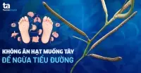 Không nên ăn hạt muồng tây để chữa tiểu đường