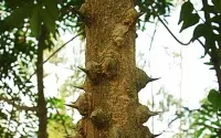 Người “đãi vàng” từ cây ưng bất bạc