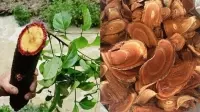 Cây huyết rồng chữa bệnh gì, mua ở đâu