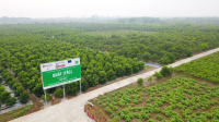 Xu hướng phát triển vùng trồng dược liệu sạch ở Việt Nam
