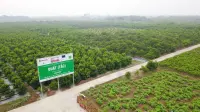 Xu hướng phát triển vùng trồng dược liệu sạch ở Việt Nam