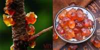 Bất ngờ với những công dụng siêu tốt của nhựa đào cho cơ thể bạn