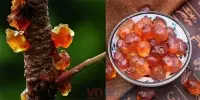 Bất ngờ với những công dụng siêu tốt của nhựa đào cho cơ thể bạn