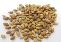 Thương nhĩ tử - vị thuốc chống viêm, trừ thấp, giảm đau
