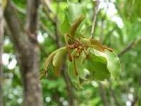 Các loài tầm gửi và tác dụng chữa bệnh