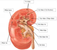 Một số bệnh về thận hay gặp