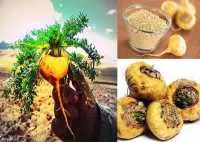 10 tác dụng chính của Sâm Maca Peru dành cho nam giới