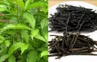 Tìm hiểu những tác dụng của chè đắng, mua chè đắng ở đâu chất lượng