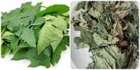 Lá cây đu đủ dùng để hỗ trợ bệnh ung thư