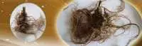 ĐỊA CHỈ BÁN SÂM NGỌC LINH VA SÂM LAI CHÂU TẠI ĐIỆN BIÊN GIÁ RẺ