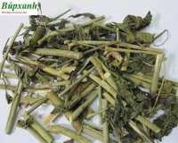 Địa chỉ bán cây xương khỉ hay con gọi là cây mảnh cộng, cây bìm bịp tại khánh hoà