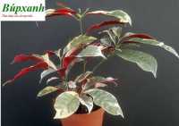Địa chỉ bán cây đơn lá đỏ, cây đơn mặt trời tại bình định chữa mẫn ngứa mề đay