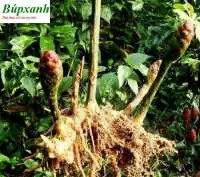 Công dụng và cách sử dụng củ gừng gió trong điều trị bệnh