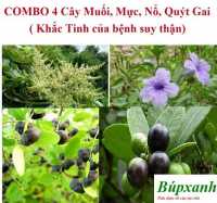 Nhiều bệnh nhân đã khỏi bệnh hội chứng thân hư nhờ bài thuốc nam giá rẻ
