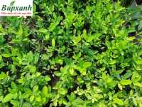Bán sỉ giống cây thạch anh tại tphcm