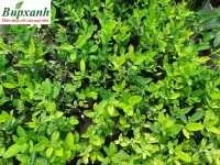 Bán sỉ giống cây thạch anh tại tphcm