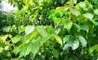 Cây vù hương còn gọi là re hương