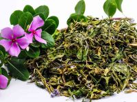 Cây trường xuân, hoa hải đằng, bông dừa, dương giác