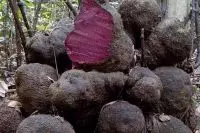 Mua củ nâu khô ở đâu tốt