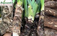 Củ bạc hà núi có độc không