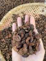 Uống nước quả sung phơi khô có tác dụng gì, Tác hại của quả sung khô