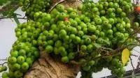 Quả sung phơi khô nấu nước uống có tốt không
