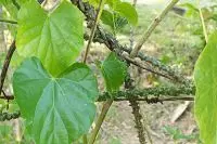 Những câu hỏi thường gặp về dây cóc