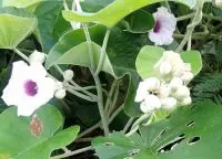 Cây bạc thau, dây bạc thau, thau bạc, mộ bạc, thảo bạc, bạch hạc đằng, bạch hoa đằng, bạc sau, chấp miên, lú lớn, chấp miên, pác túi