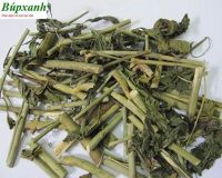 Cây bìm bịp có độc không, uống nhiều có tốt không