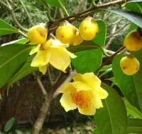 Người dân săn lùng loài cây hoa trà "quý hơn vàng", khắc tinh của đột quỵ