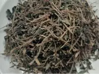 Cách sử dụng cây thuốc dòi tím chữa ho viêm phổi